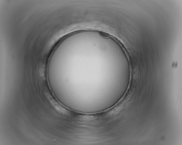 X0000096131499200802011135
