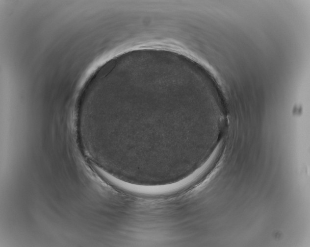 X0000096131506200802011135