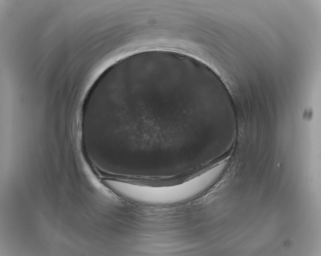 X0000096131515200802011136