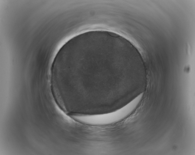 X0000096131527200802011136