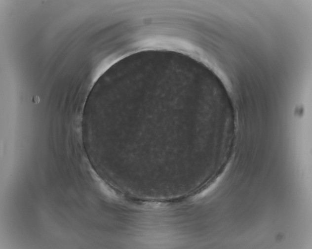 X0000096131529200802011136
