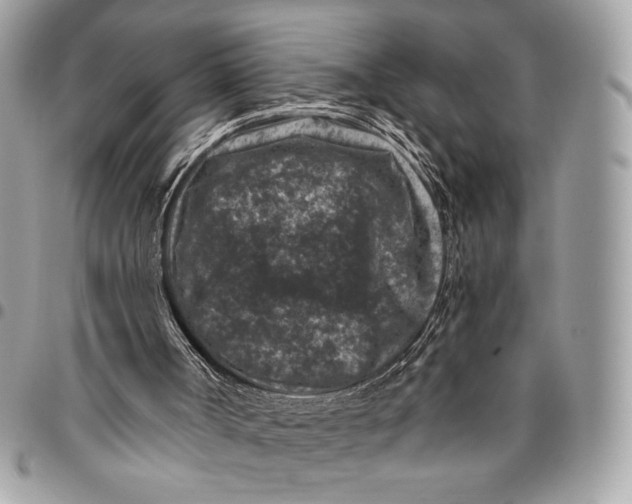 X0000096130002200802081336
