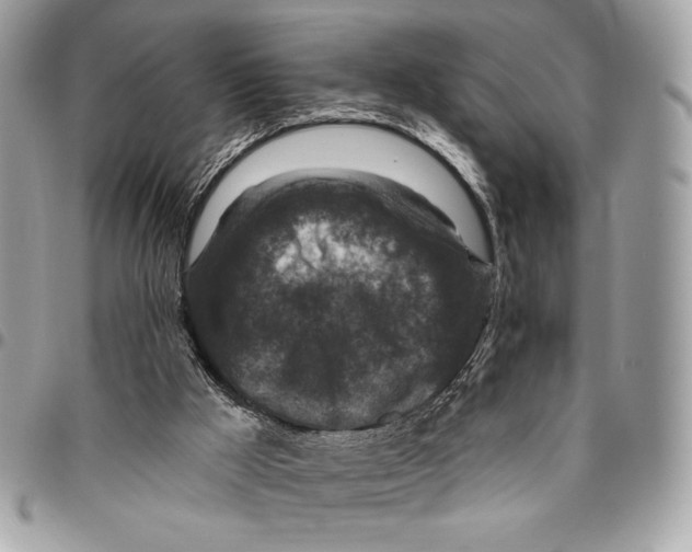 X0000096130009200802081336