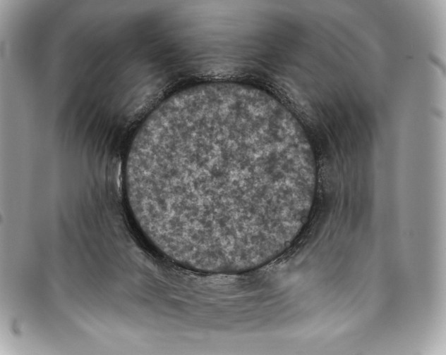 X0000096130024200802081336