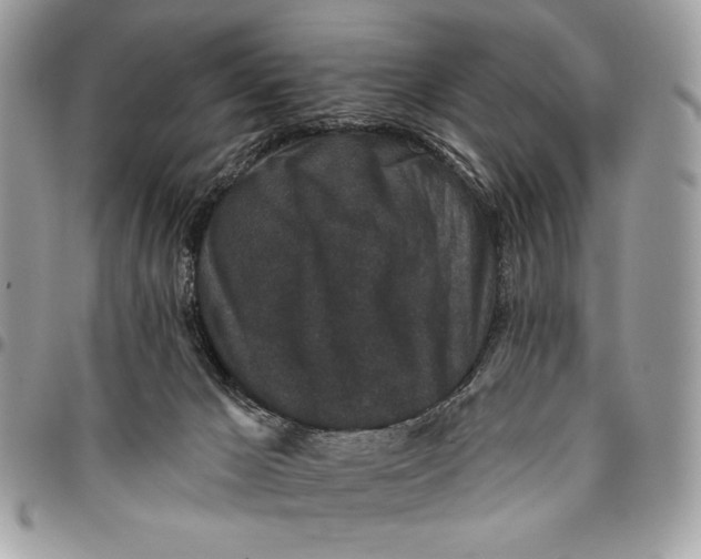 X0000096130029200802081335