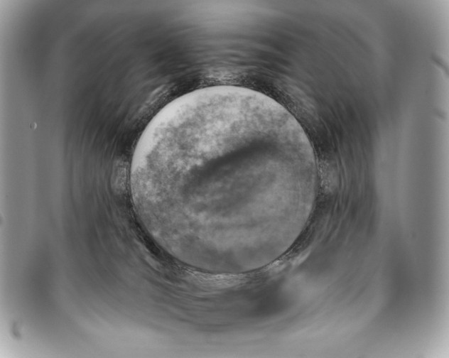 X0000096130036200802081335