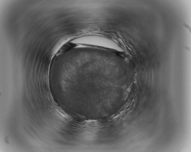 X0000096130052200802081334