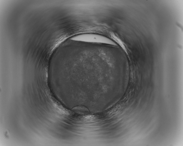 X0000096130059200802081335