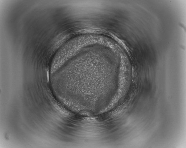 X0000096130061200802081335