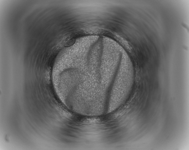 X0000096130065200802081335