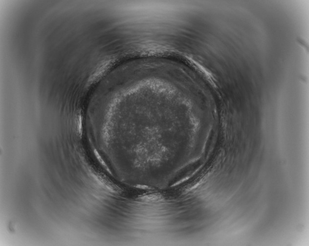 X0000096130067200802081335