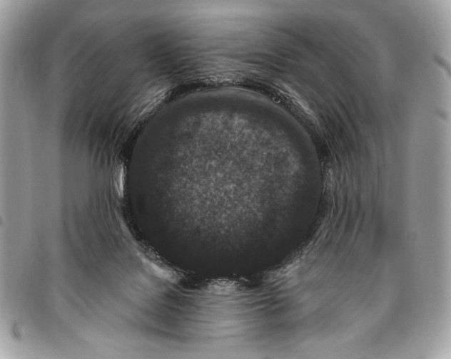 X0000096130076200802081335