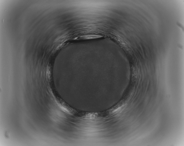 X0000096130080200802081335