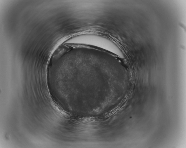 X0000096130100200802081334