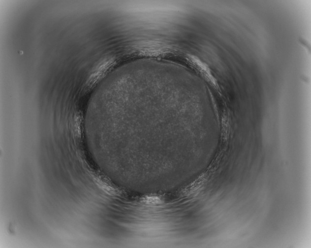 X0000096130114200802081334
