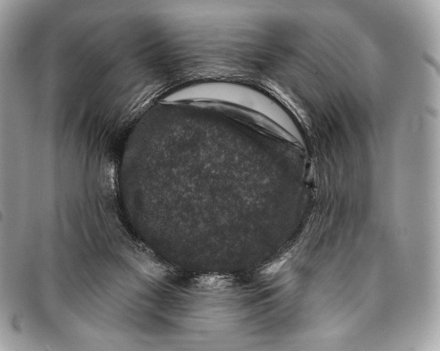X0000096130117200802081334