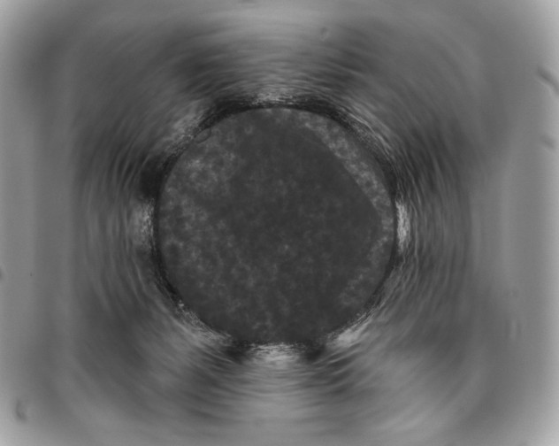 X0000096130127200802081334