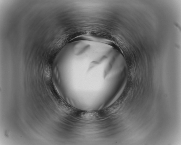 X0000096130129200802081334