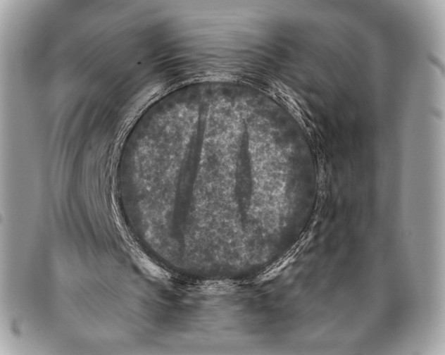 X0000096130145200802081333
