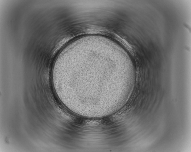 X0000096130155200802081333