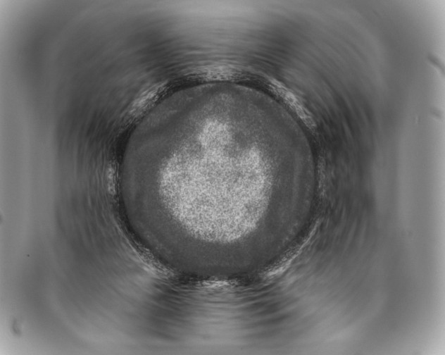 X0000096130161200802081333