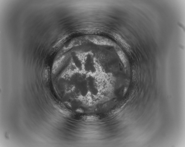 X0000096130165200802081333