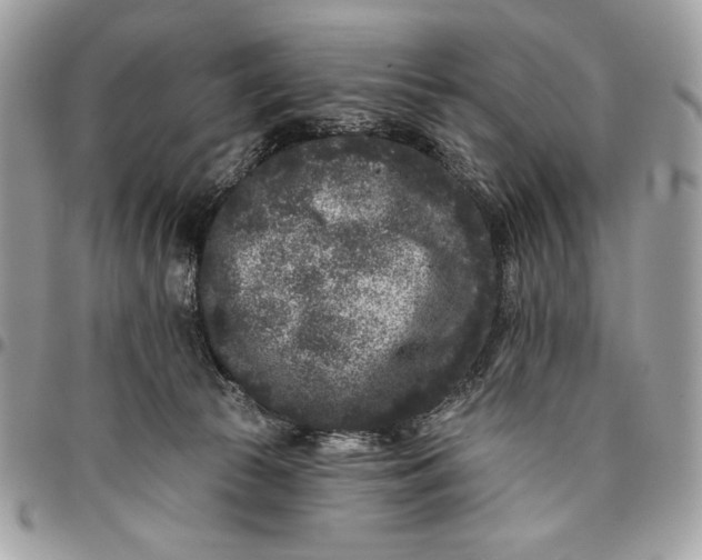X0000096130177200802081333