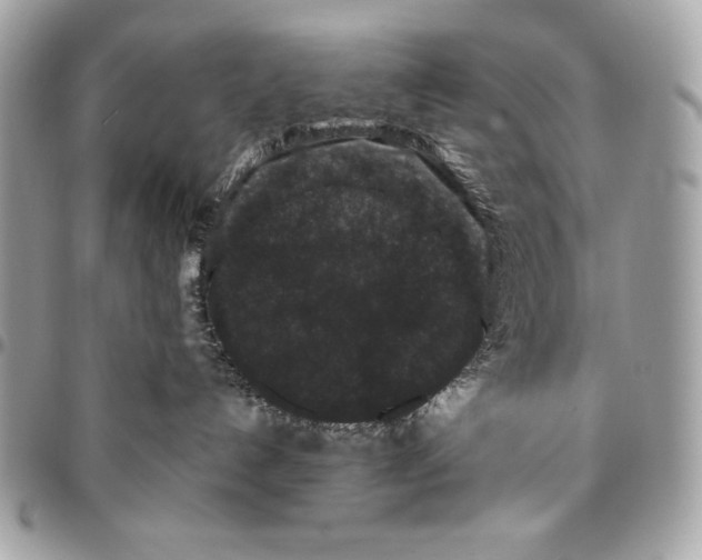 X0000096130192200802081334