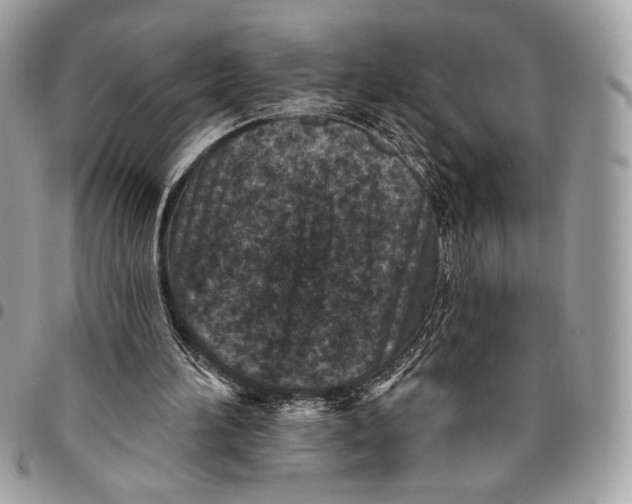 X0000096130196200802081333