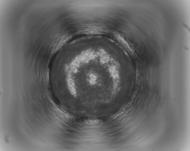 X0000096130202200802081333