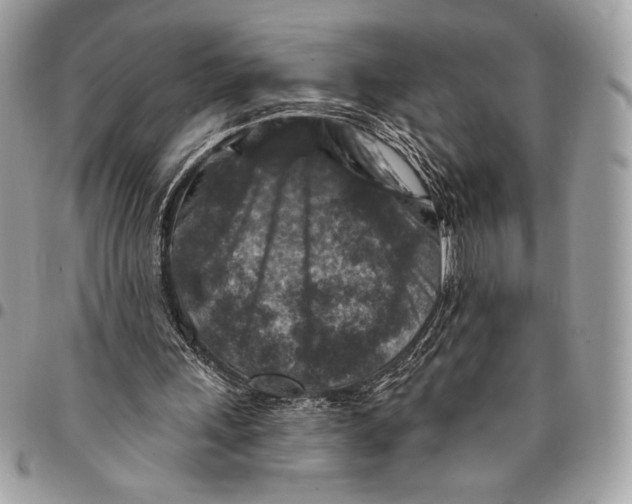 X0000096130243200802081332