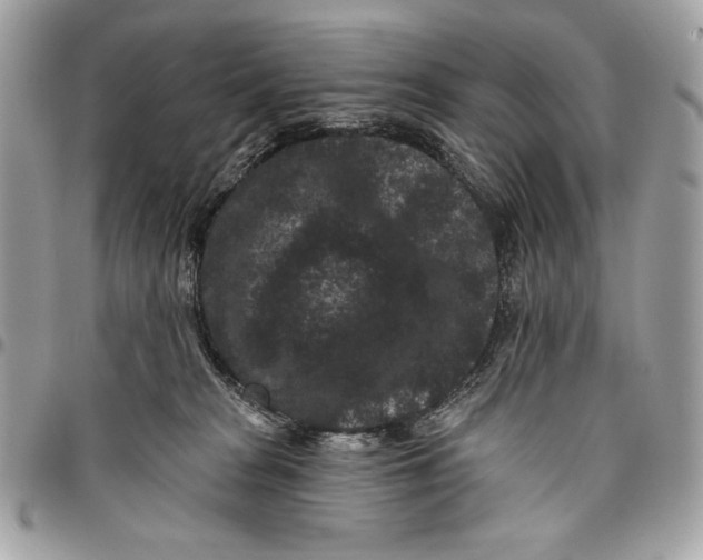 X0000096130277200802081332
