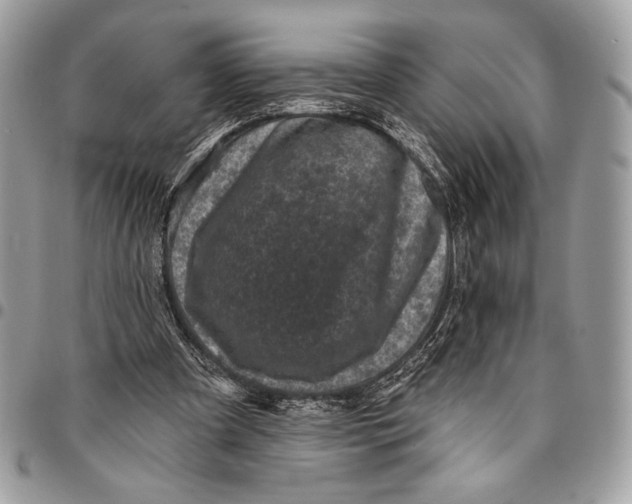 X0000096130297200802081332