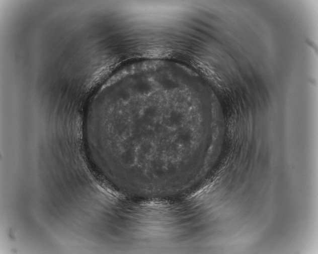 X0000096130303200802081332