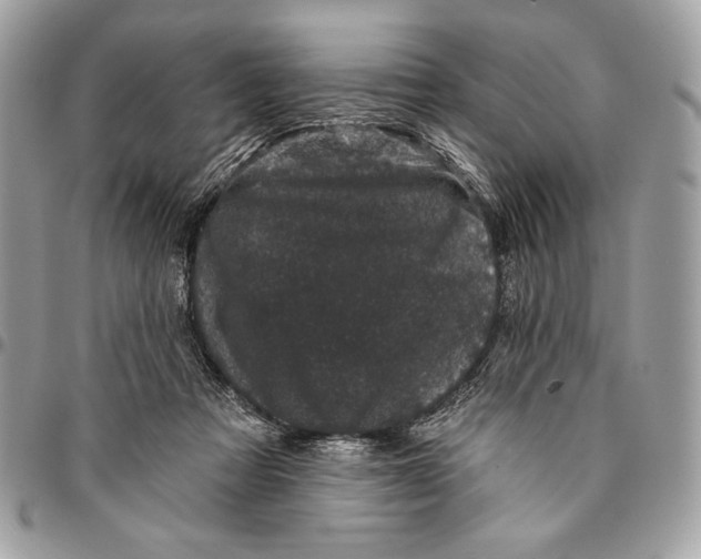 X0000096130313200802081331
