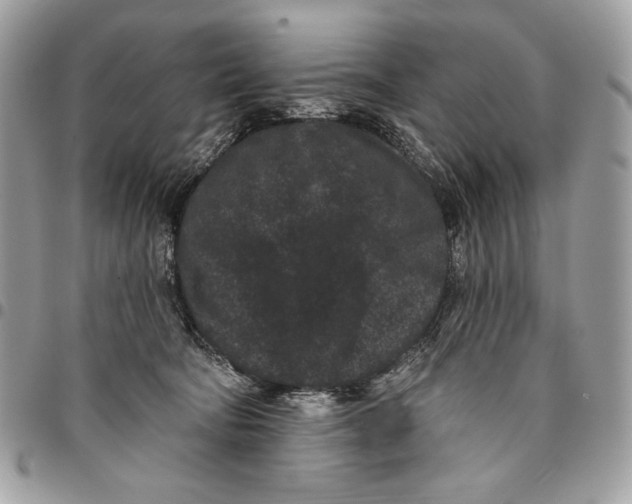 X0000096130322200802081331