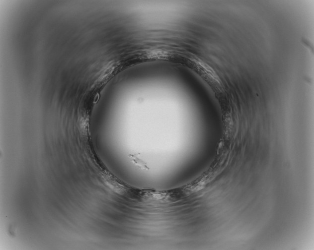 X0000096130329200802081331