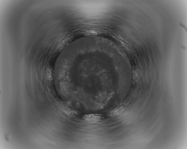 X0000096130331200802081331