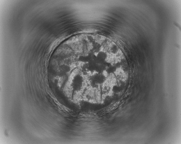 X0000096130337200802081330
