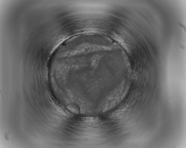 X0000096130347200802081331