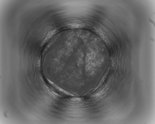 X0000096130357200802081331