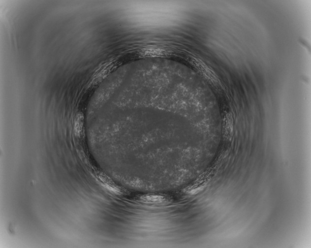 X0000096130361200802081331