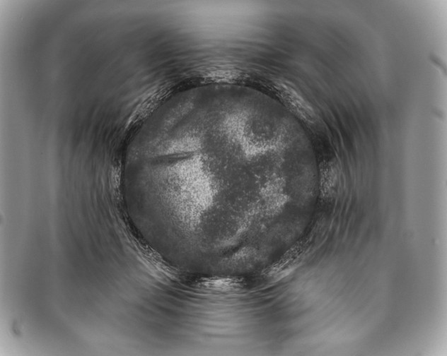 X0000096130365200802081331