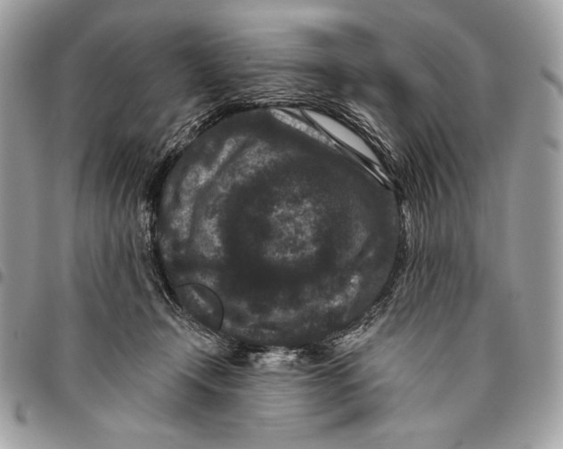 X0000096130366200802081331