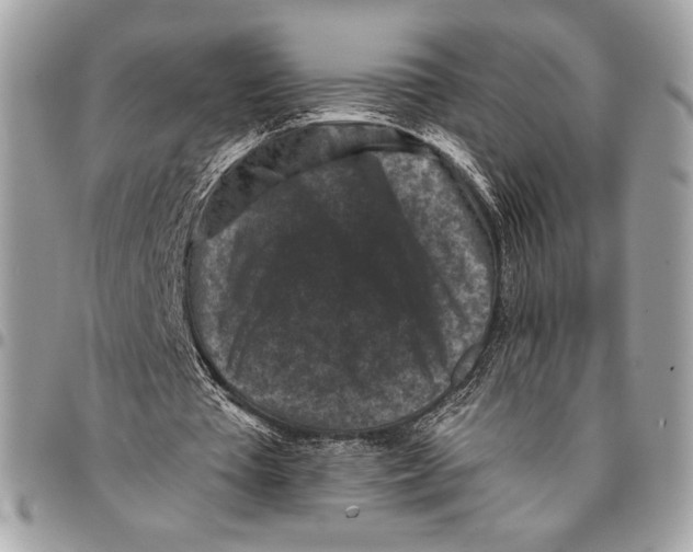 X0000096130385200802081330
