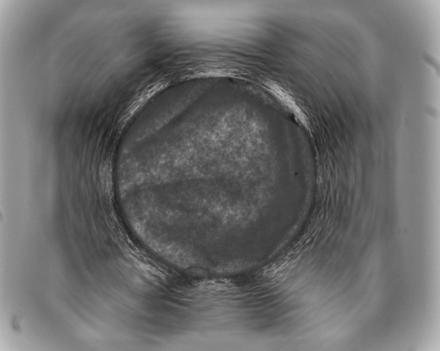 X0000096130386200802081330