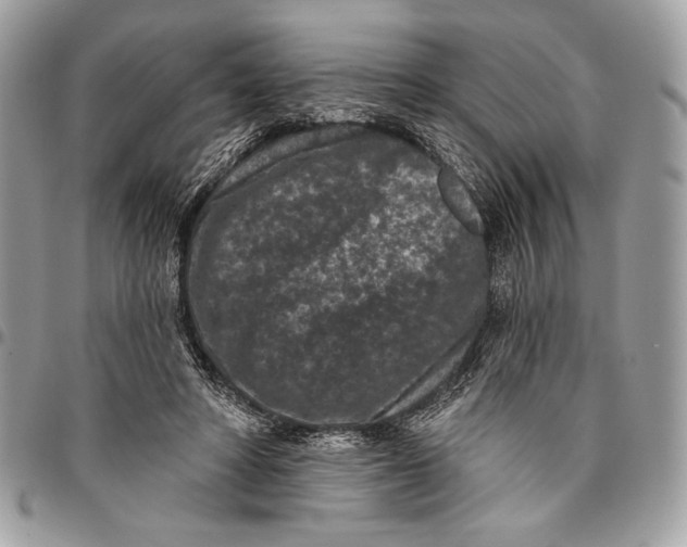 X0000096130402200802081330