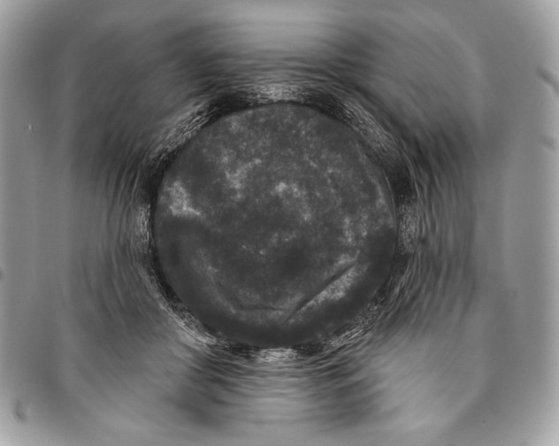 X0000096130410200802081330