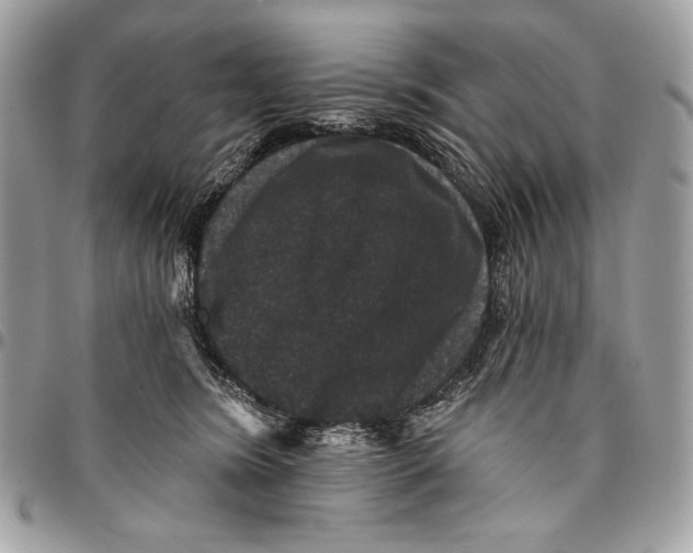 X0000096130420200802081330