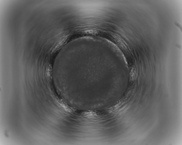 X0000096130424200802081330